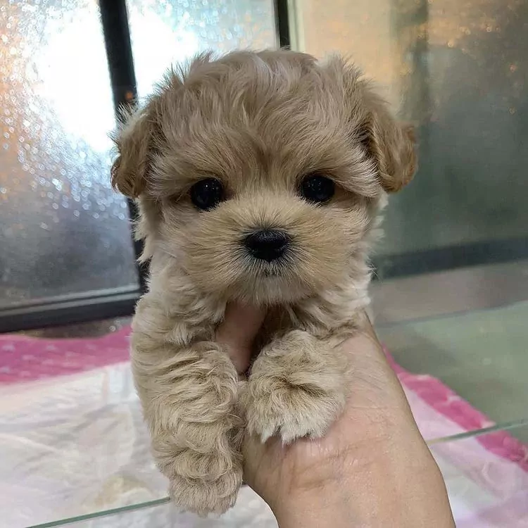 🩵 super sociale kleine maltipoo puppys 🩷 - afbeelding 3