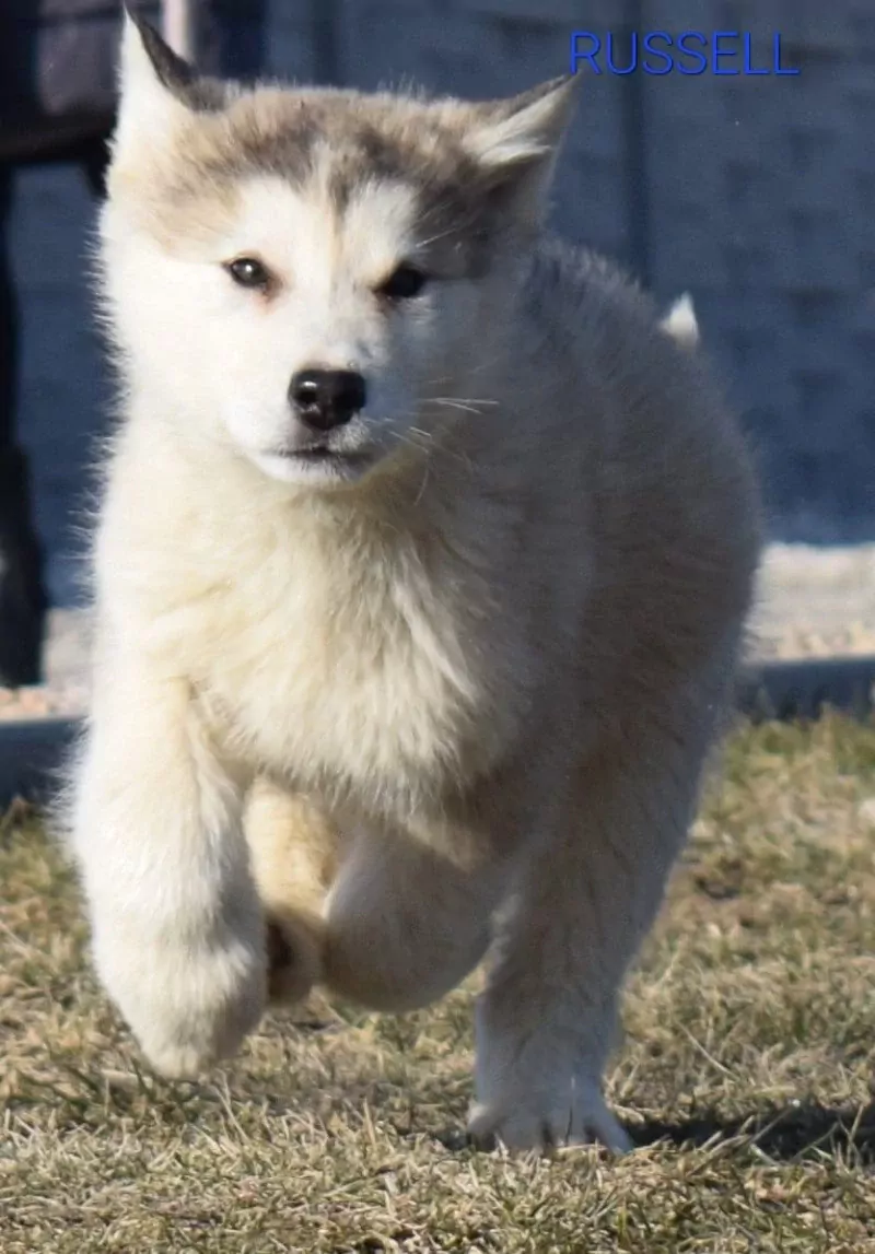 Alaskan malamute pups - afbeelding 3