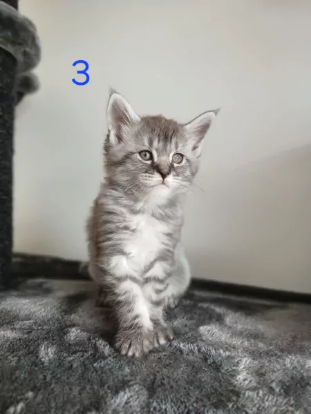 Mainecoon xl - afbeelding 2