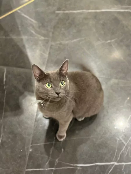 Blauwe Rus - afbeelding 3