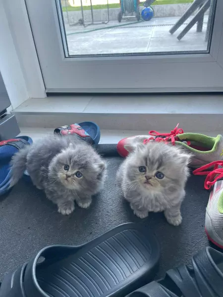 Brits langhaar - afbeelding 2