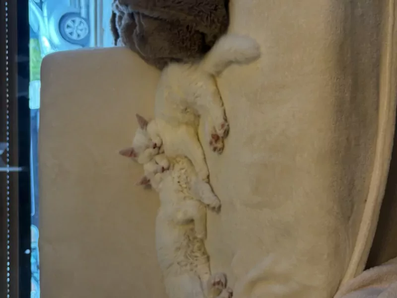 2 maine coons te koop - afbeelding 6