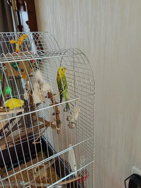 netjes