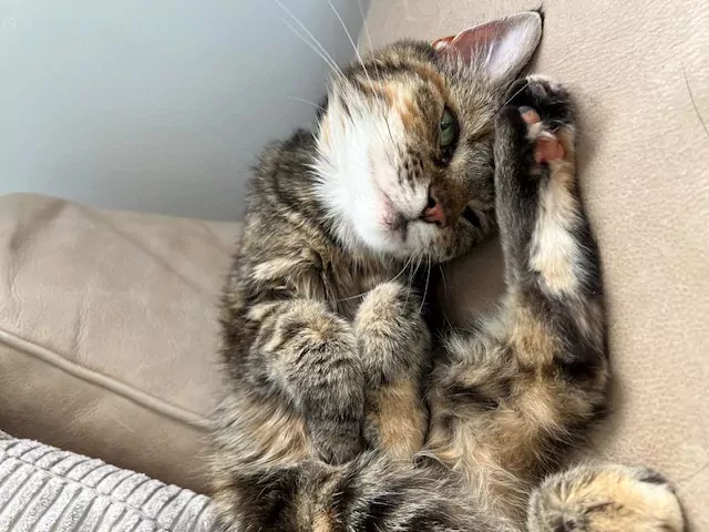 Ik zoek een nieuw plekje  🐱💕 - afbeelding 2