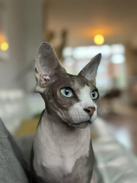 Herplaatsing twee sphynxen - afbeelding 3