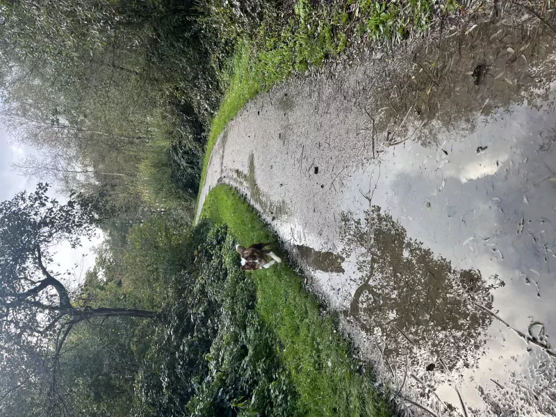 Pup Rebel - afbeelding 5