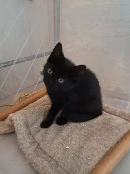 Lieve mix kitten zoekt nog een forever home - afbeelding 2