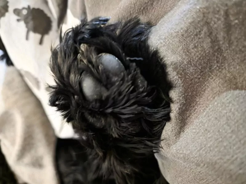 Zwarte cocker spaniel - afbeelding 3