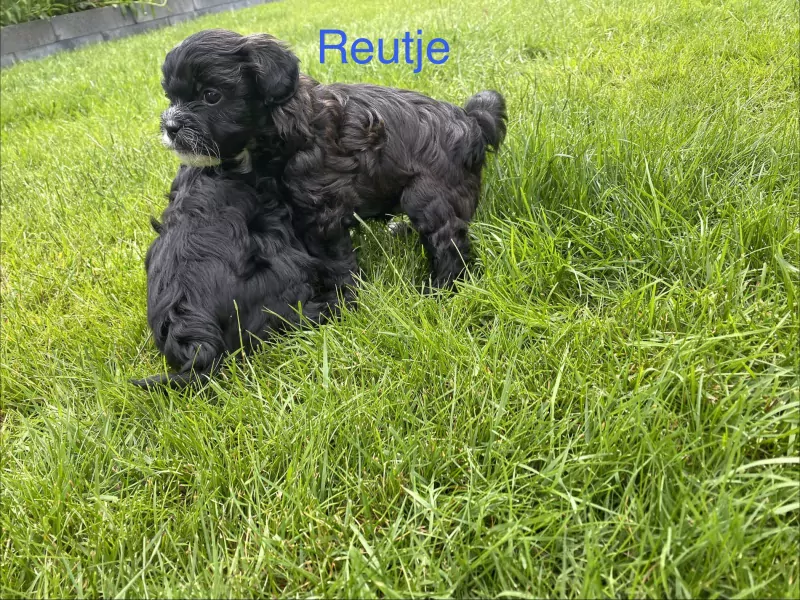 nestjes