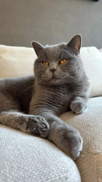 Leya zoekt nieuwe woonplek - afbeelding 2