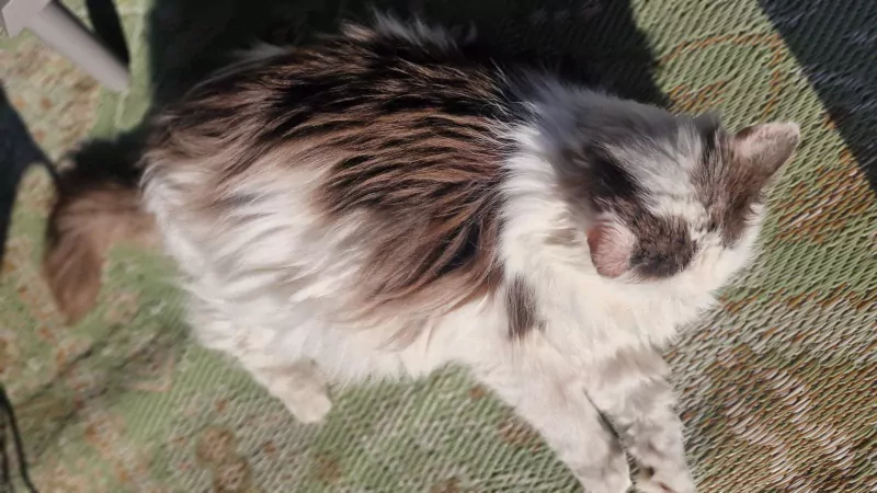 Wollige Boef zoekt warm huisje! - afbeelding 3