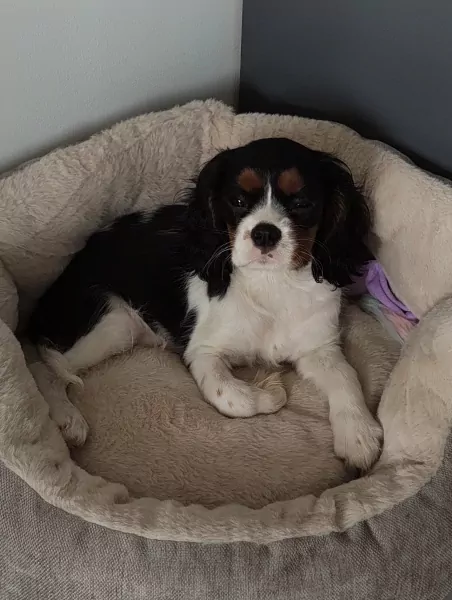Puppy te koop van 4 maand - afbeelding 4