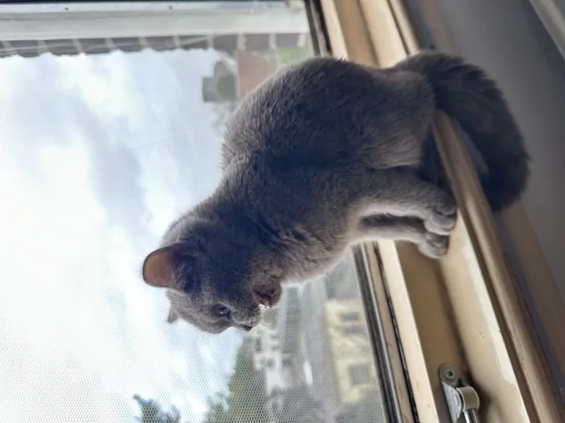 Kat te koop, brits korthaar. - afbeelding 5