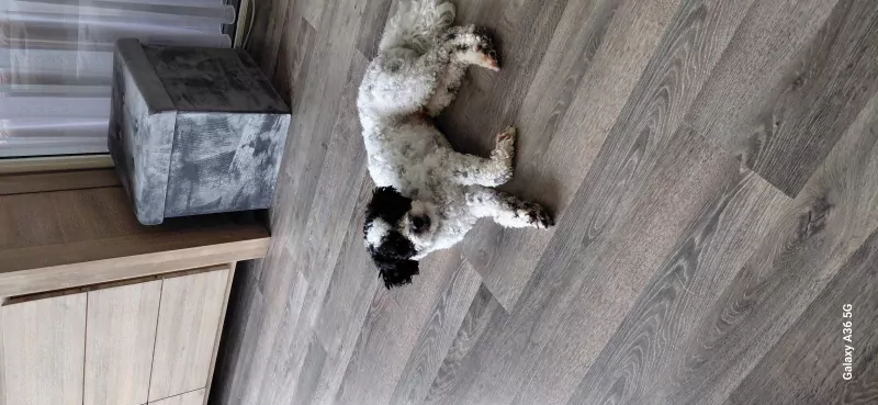 Maltipoo reu - afbeelding 3