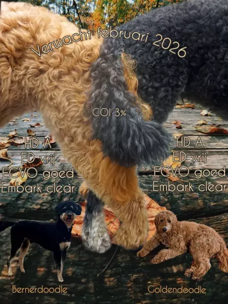 Bernerdoodle pup 6 maanden oud zoekt baasje - afbeelding 6