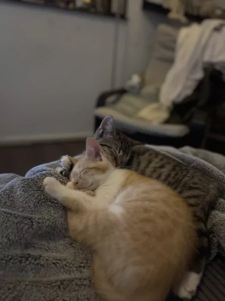 Rode kleine kitten, 13 weken oud - afbeelding 5