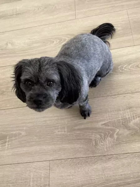 Chica en Perra zijn zusjes en 2 jaar oud - afbeelding 2