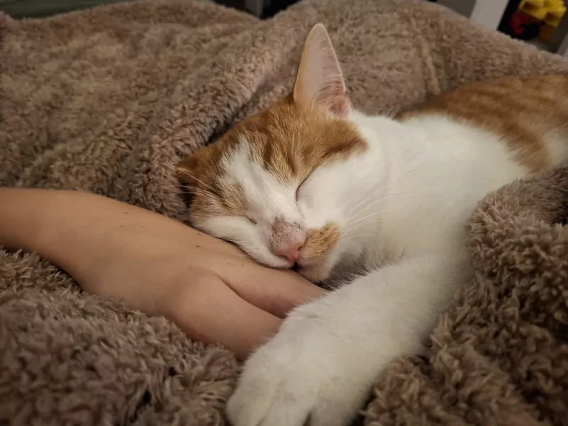 2 lieve katten te koop - afbeelding 2