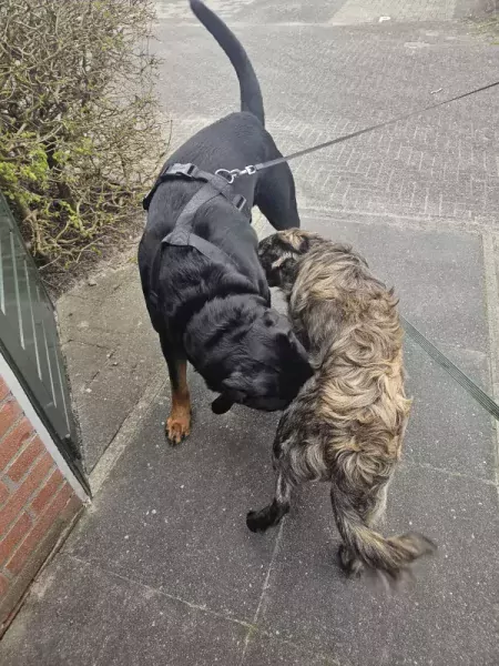 MAYO zoekt een nieuwe huis - afbeelding 6