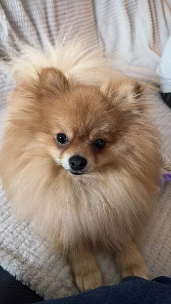 Pomeriaan te koop - afbeelding 3