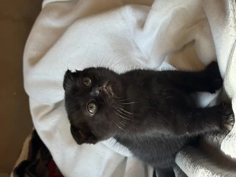 2 kleine meisjes Scottish - afbeelding 2