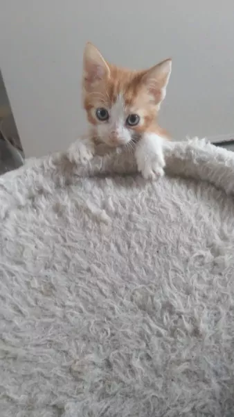 Kitten - afbeelding 2