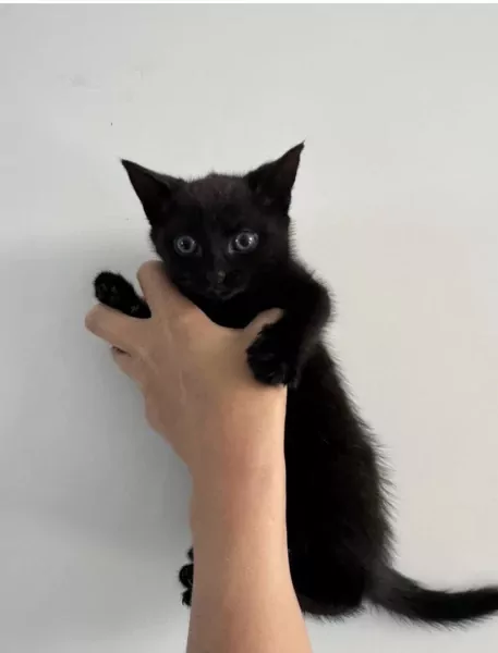 2 prachtige kittens - afbeelding 2