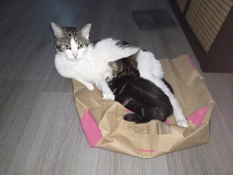 Lieve poes te koop aangeboden - afbeelding 2
