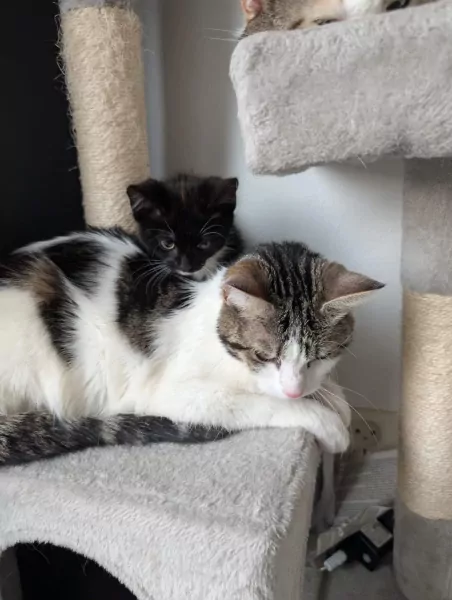 Lieve poes te koop aangeboden - afbeelding 3