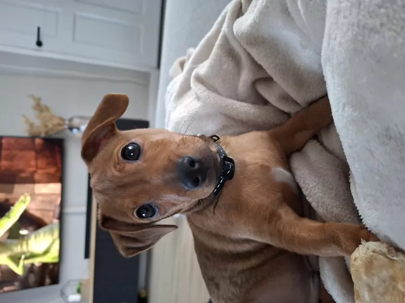 Lieve Jack Russell puppy van 4 maand. - afbeelding 4