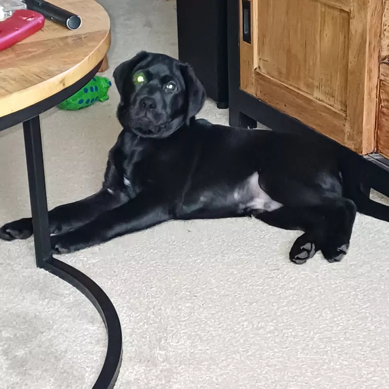 Met spijt moeten we onze hond verkopen - afbeelding 2