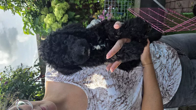 2 labradoodel reutjes - afbeelding 3
