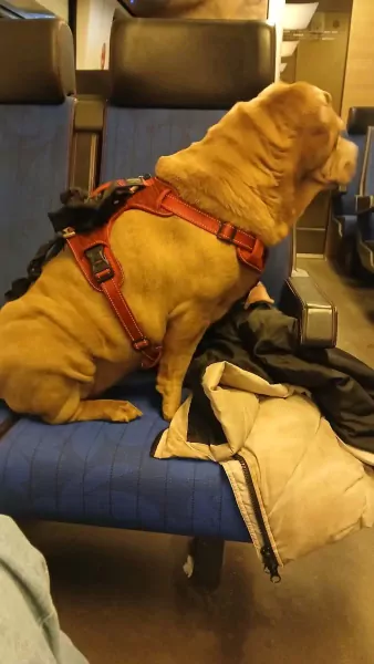 7 Jaar Ginger - Teefje Shar-pei - afbeelding 5
