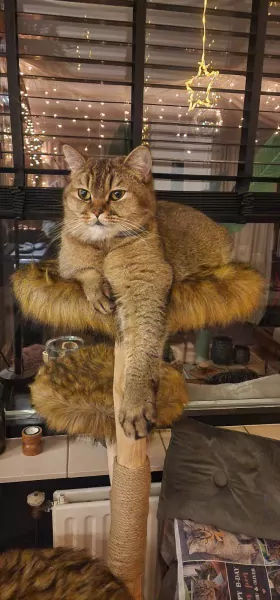 Bijzonder duo: Britse Korthaar Black Golden Tabby - afbeelding 3