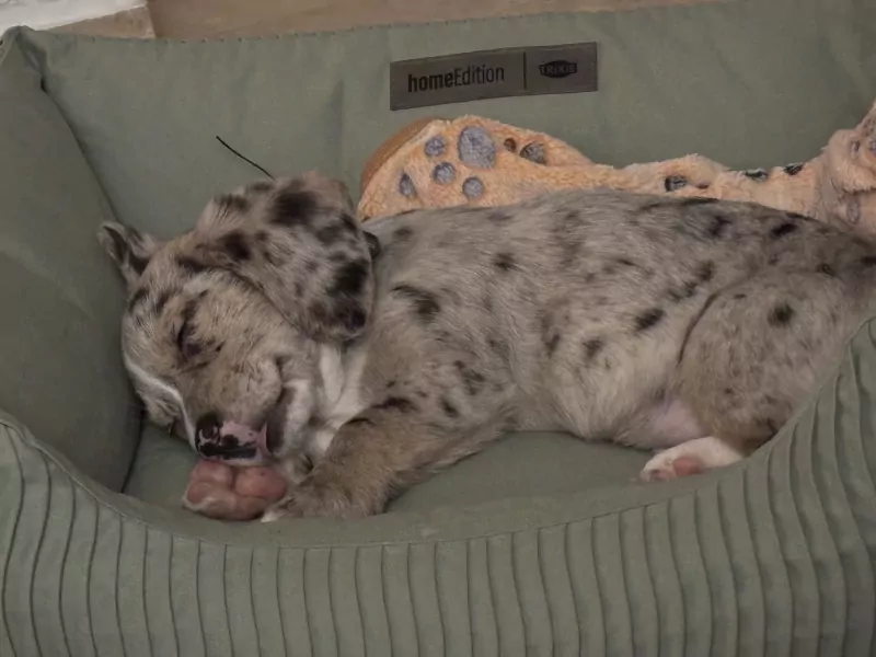 Puppy te koop - afbeelding 3