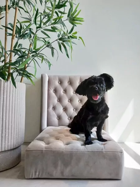 Boomer reutje - afbeelding 3