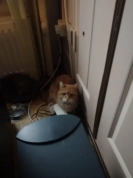 Twee lieve katten samen of apart zoekend naar thuis - afbeelding 2