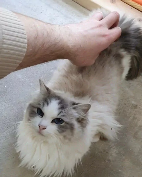 Prachtige Ragdoll poes met stamboom - afbeelding 2