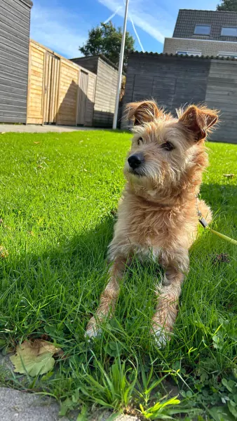Lieve hond Sira - afbeelding 3