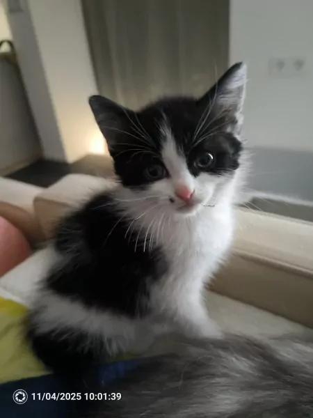 Kitten - afbeelding 1