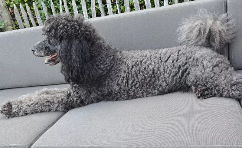 Gesteriliseerde grote poedel zoekt 4ever home - afbeelding 2