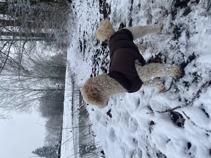 Maltipoo dekreu - afbeelding 2