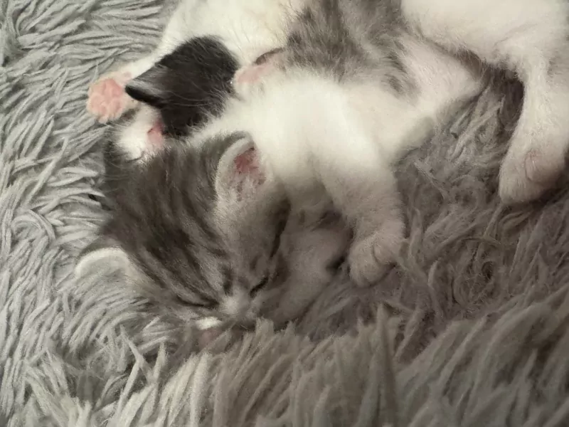 Schattige kitten - afbeelding 1
