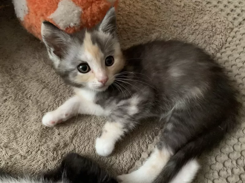 Kittens - afbeelding 3