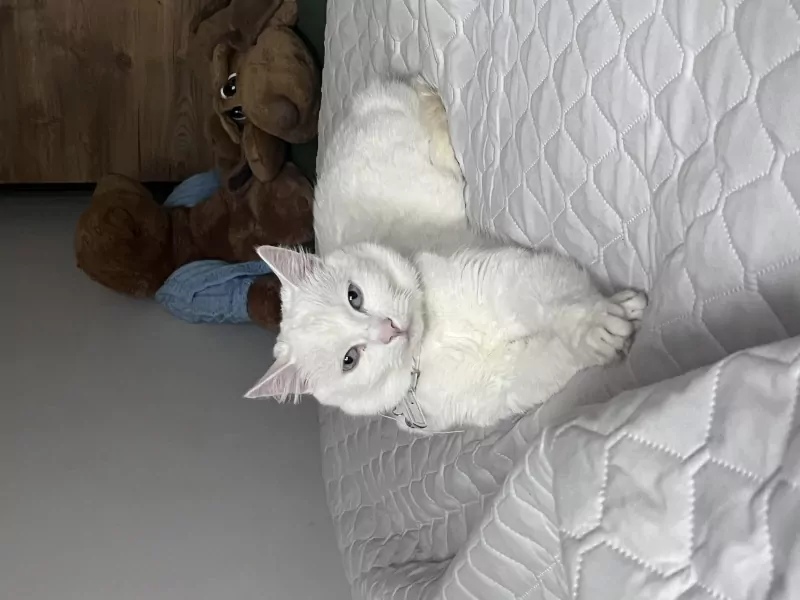 9 jarige kat te koop - afbeelding 3