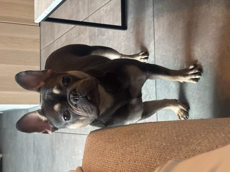 Franse bulldog teef - afbeelding 2