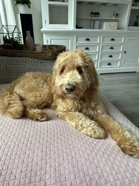 Goldendoodle Lexie zoekt zijn familie - afbeelding 4