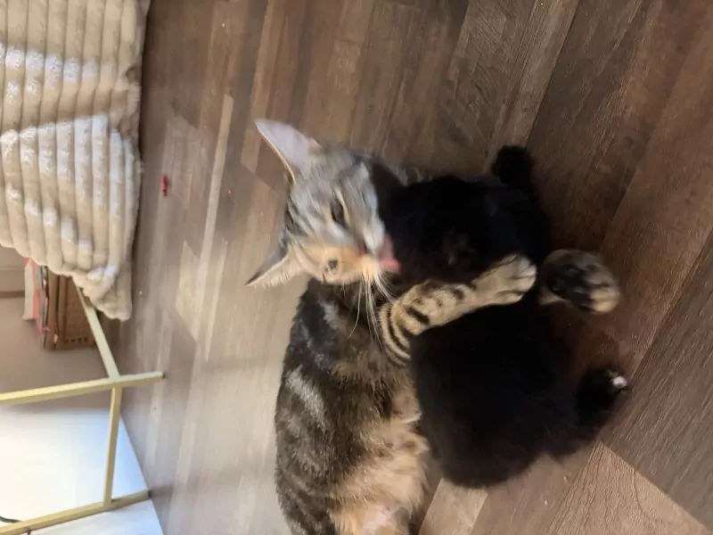 lieve kittens - afbeelding 3