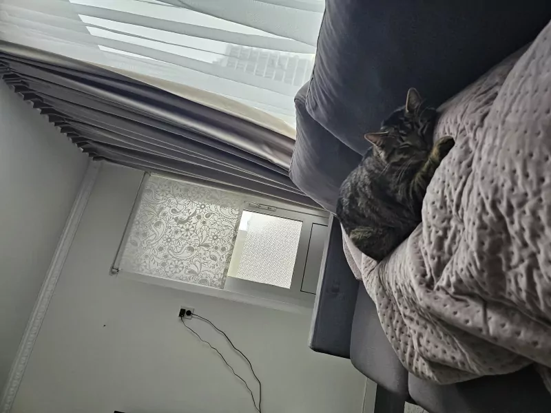 Chico - afbeelding 2