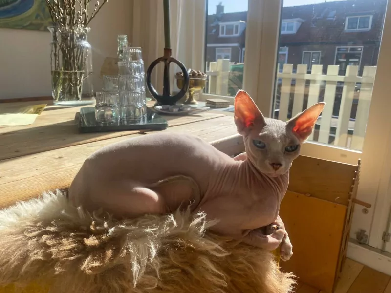 Herplaatsing twee sphynxen - afbeelding 5